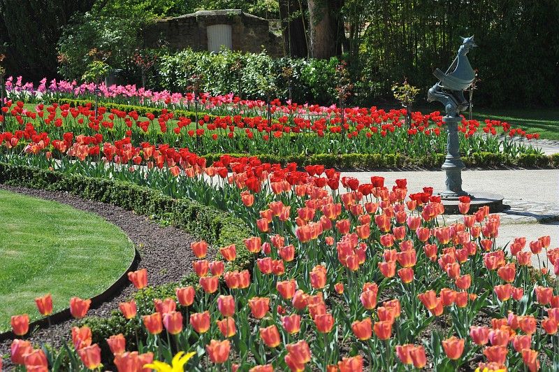 Tulipes au Jardin des Plantes Agrandir l'image (fenêtre modale)